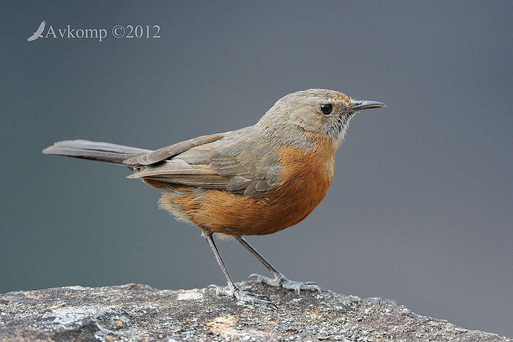 Pretty Rockwarbler