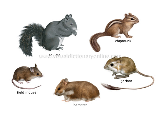 Nice Rodents
