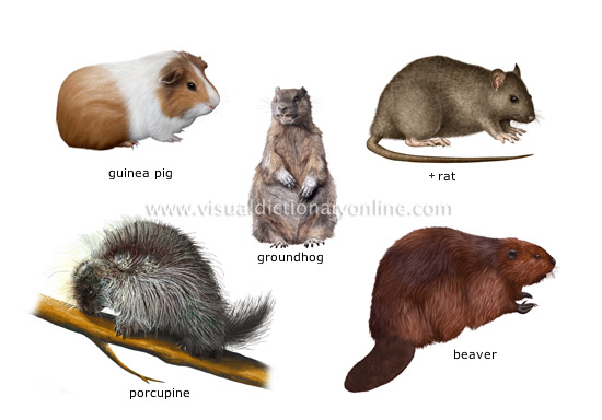 Pretty Rodents