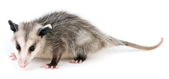 Cute Rodents