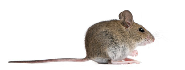 Photo Rodents