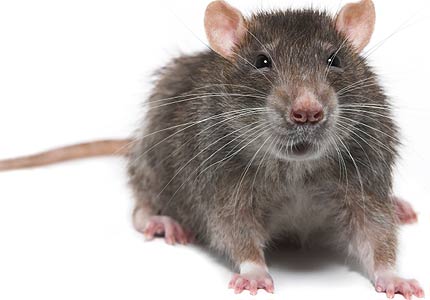 Rodents photo 
