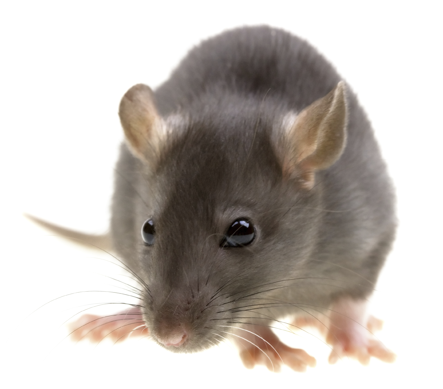 Rodents wallpaper
