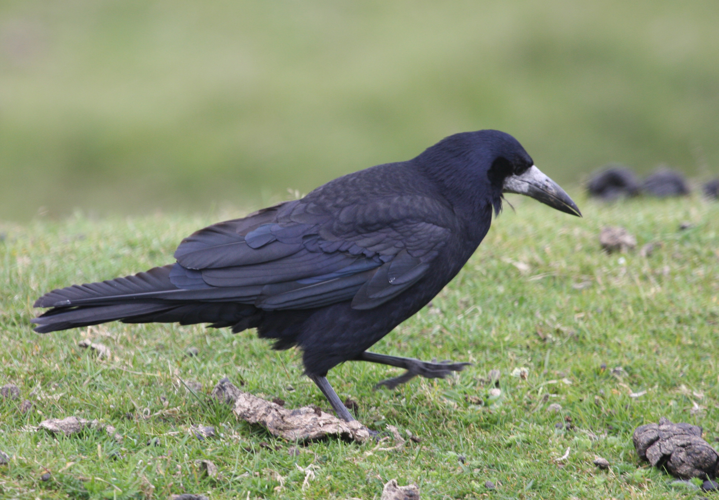 Pretty Rook