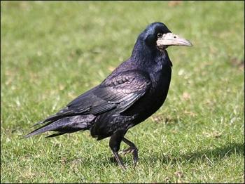 Pretty Rook