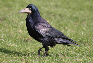 Pretty Rook