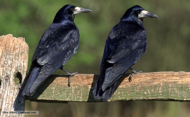 Pretty Rook