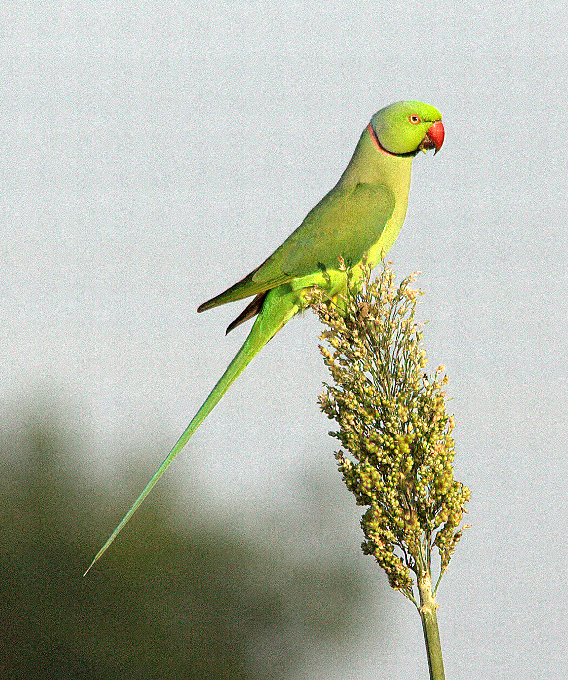 Rose-ringed parakeet