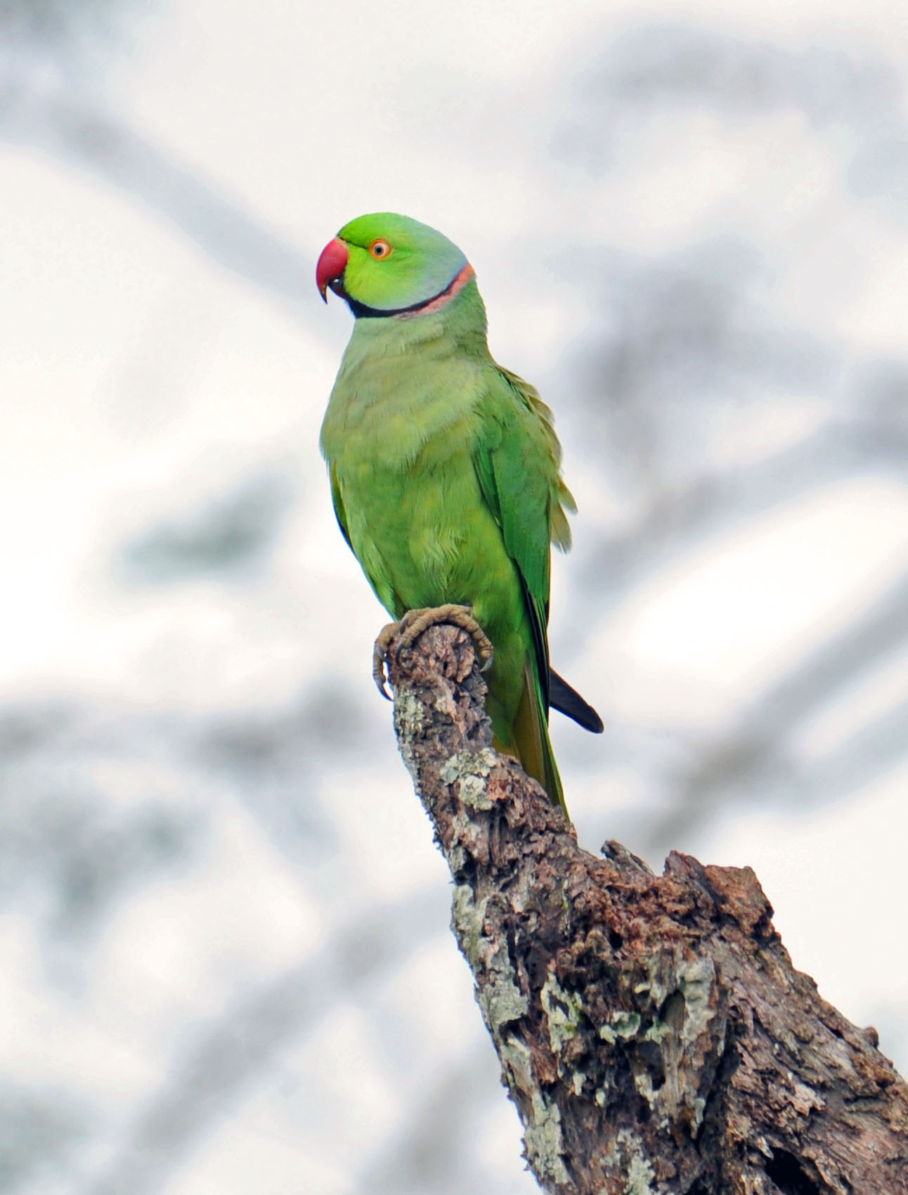 Pretty Rose-ringed parakeet