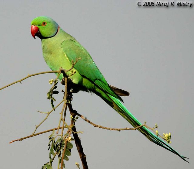Pretty Rose-ringed parakeet