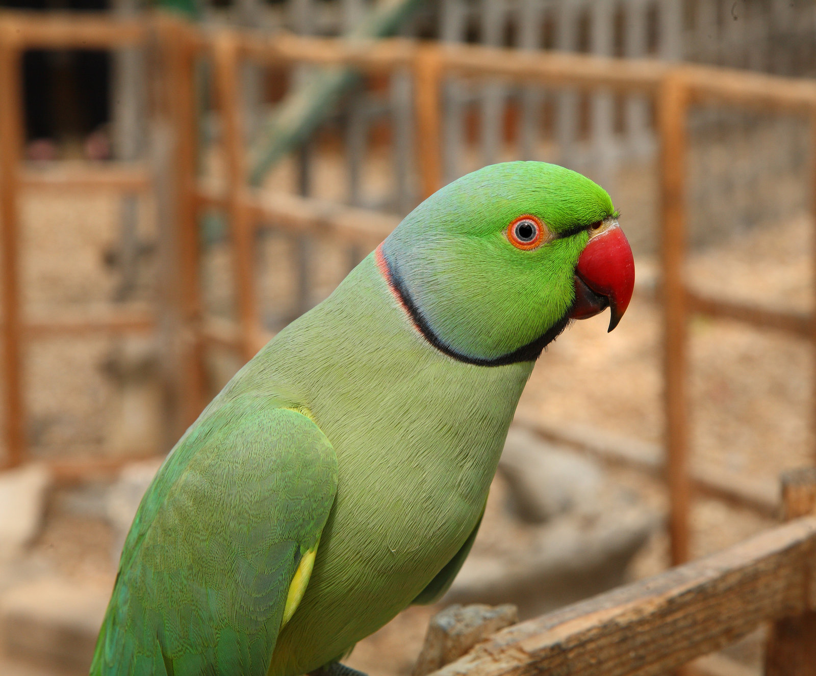 Pretty Rose-ringed parakeet