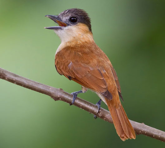 Rose-throated becard
