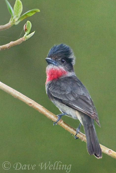 Pretty Rose-throated becard