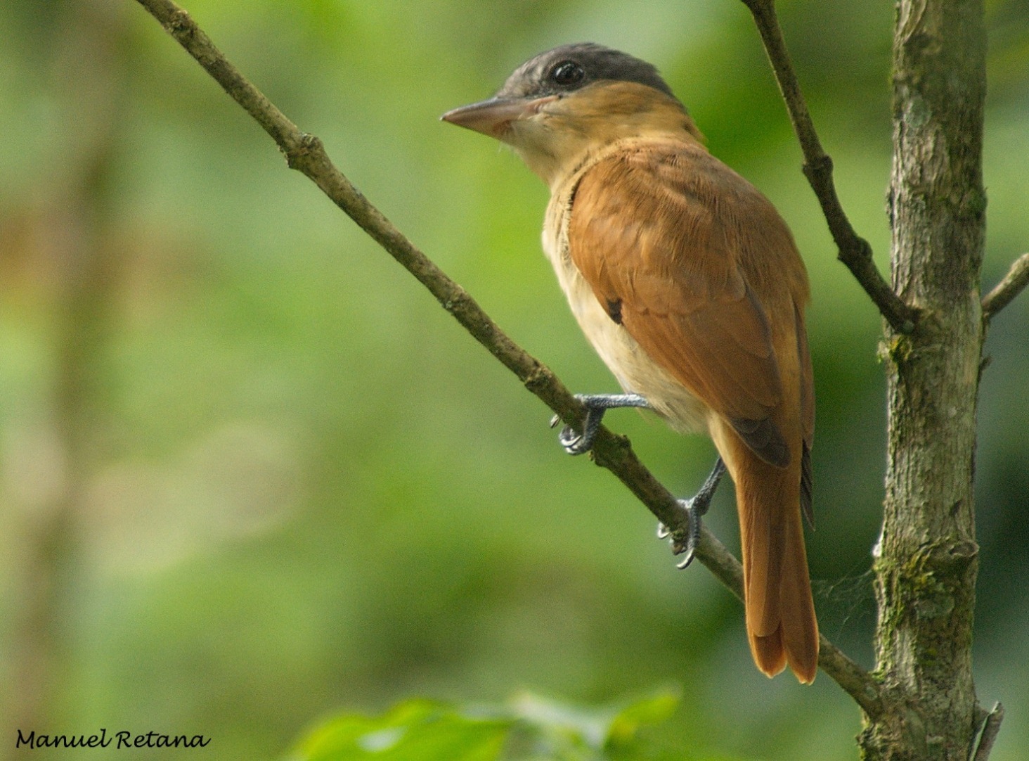 Pretty Rose-throated becard