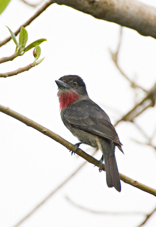 Pretty Rose-throated becard