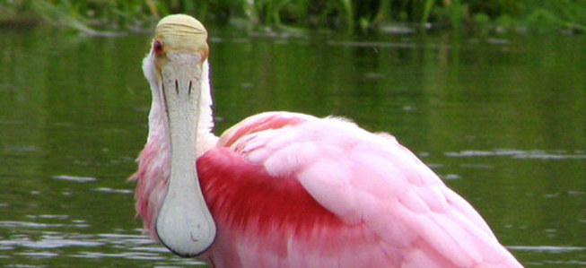 Roseate spoonbill