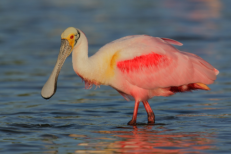 Pretty Roseate spoonbill