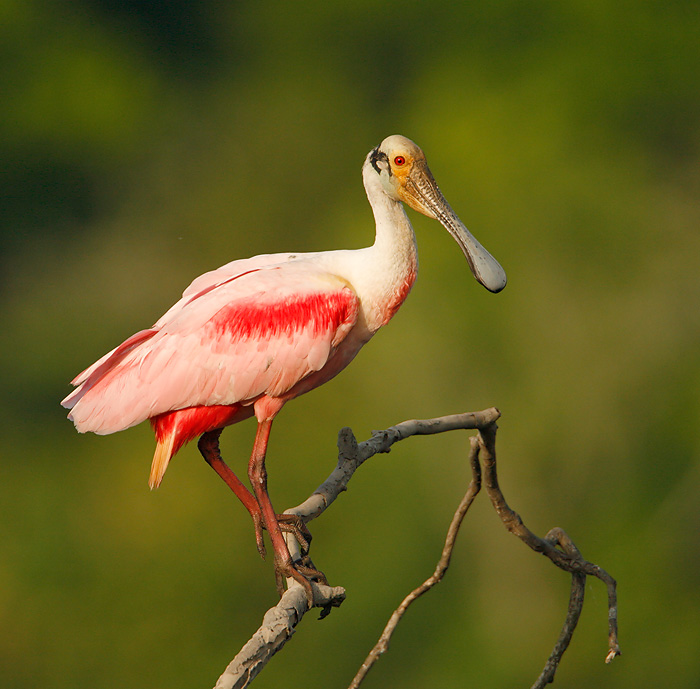 Pretty Roseate spoonbill