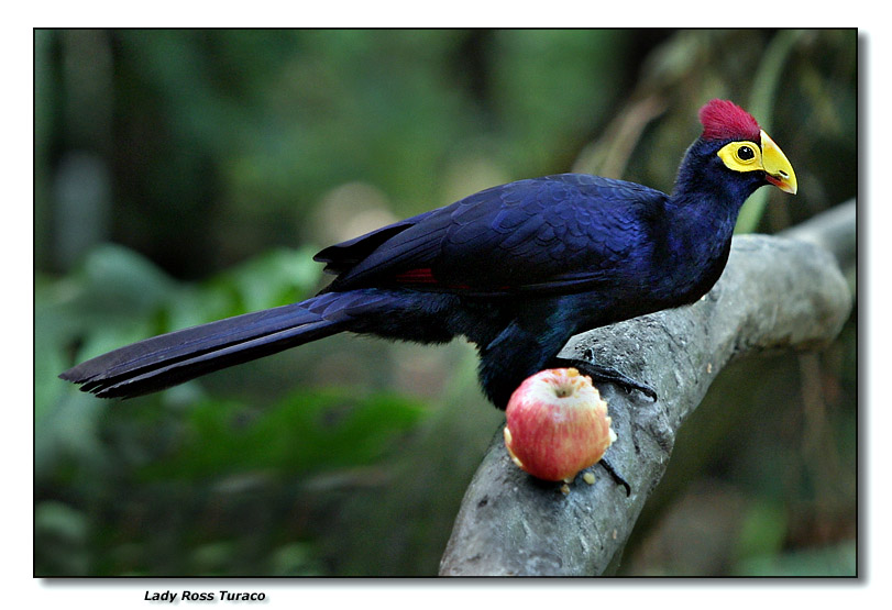 Ross’s turaco