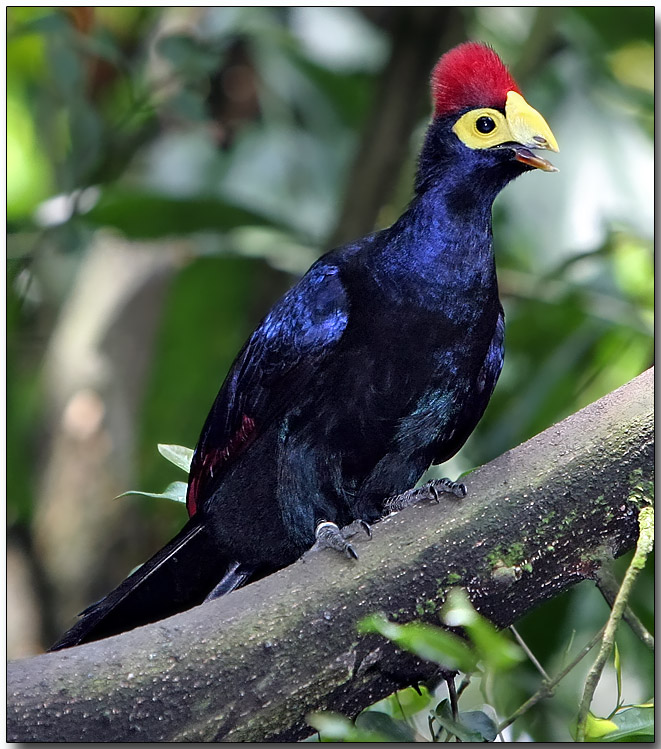 Pretty Ross’s turaco