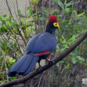 Pretty Ross’s turaco