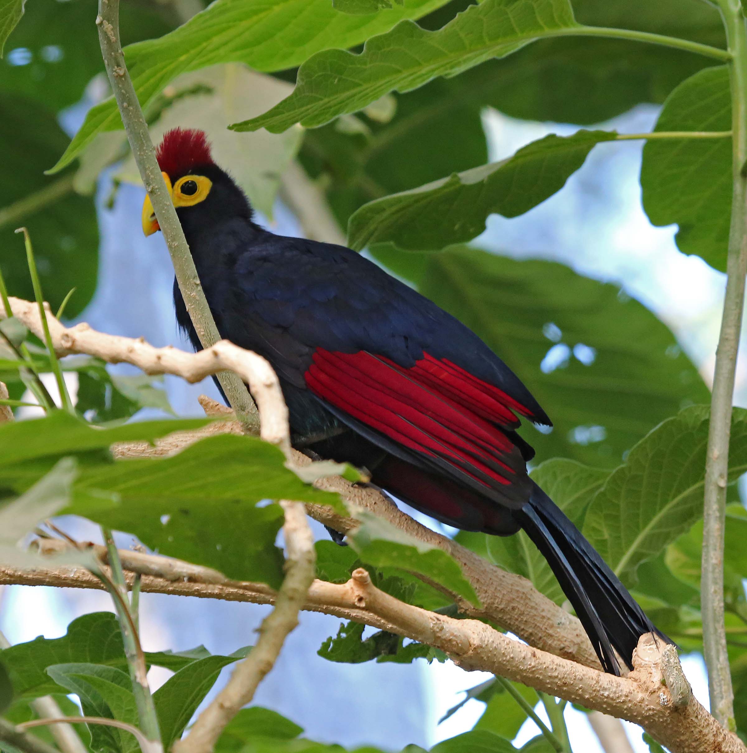 Pretty Ross’s turaco