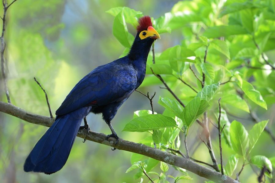 Pretty Ross’s turaco