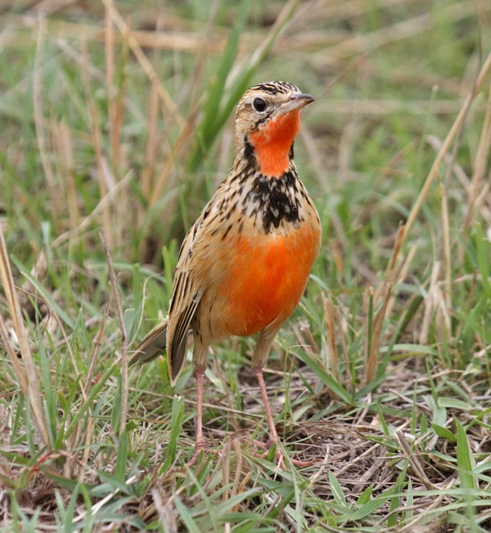 Rosy-breasted longclaw