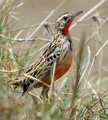 Pretty Rosy-breasted longclaw