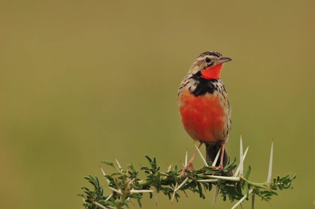 Pretty Rosy-breasted longclaw