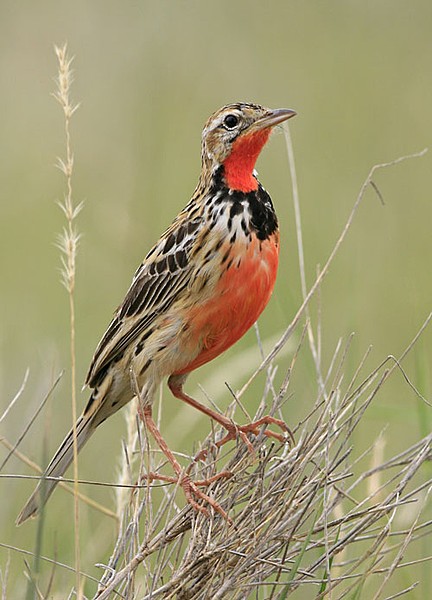 Pretty Rosy-breasted longclaw