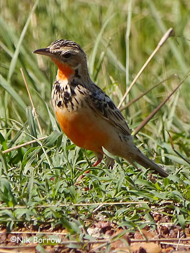 Pretty Rosy-breasted longclaw