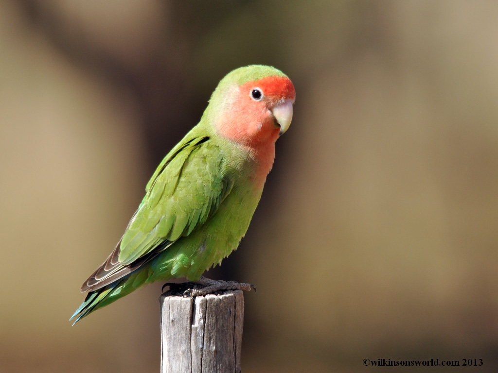 Rosy-faced lovebird