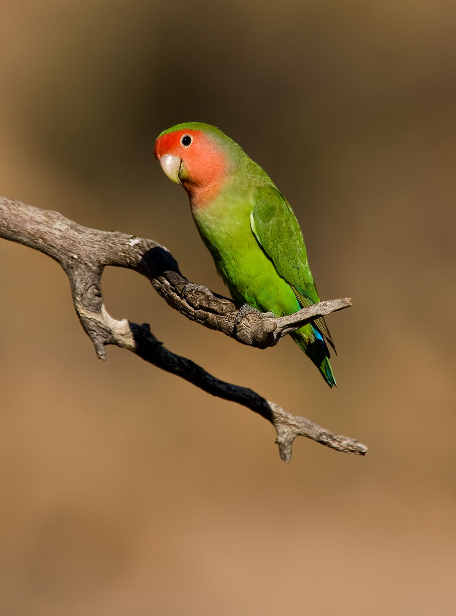 Pretty Rosy-faced lovebird