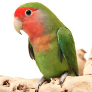 Pretty Rosy-faced lovebird