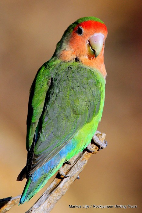 Pretty Rosy-faced lovebird