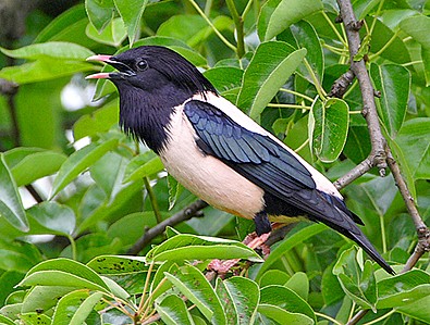 Rosy starling