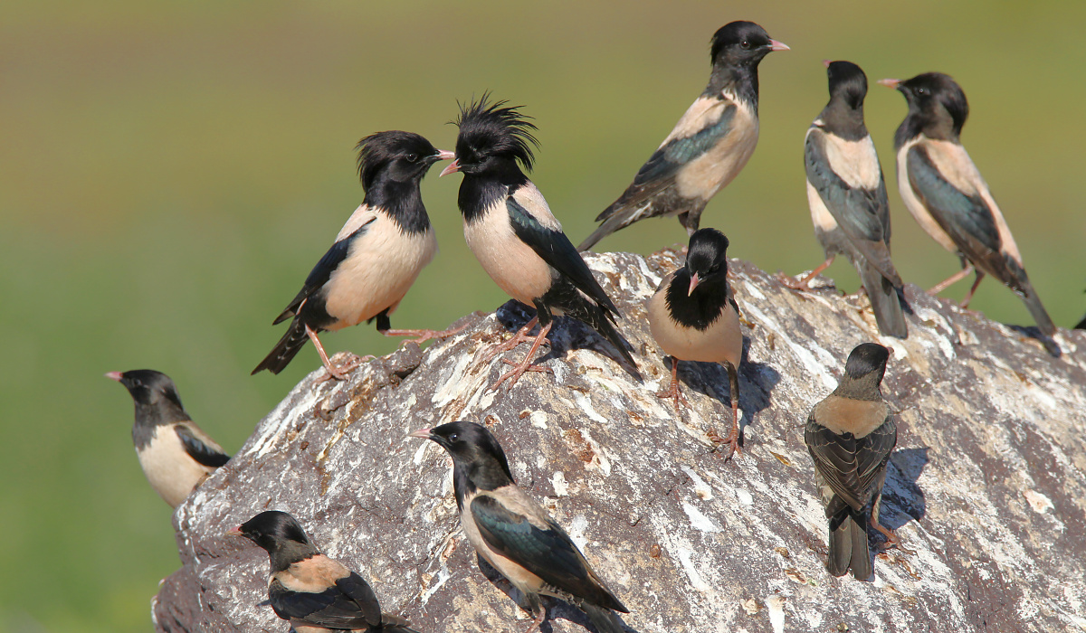 Pretty Rosy starling