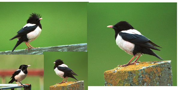 Pretty Rosy starling