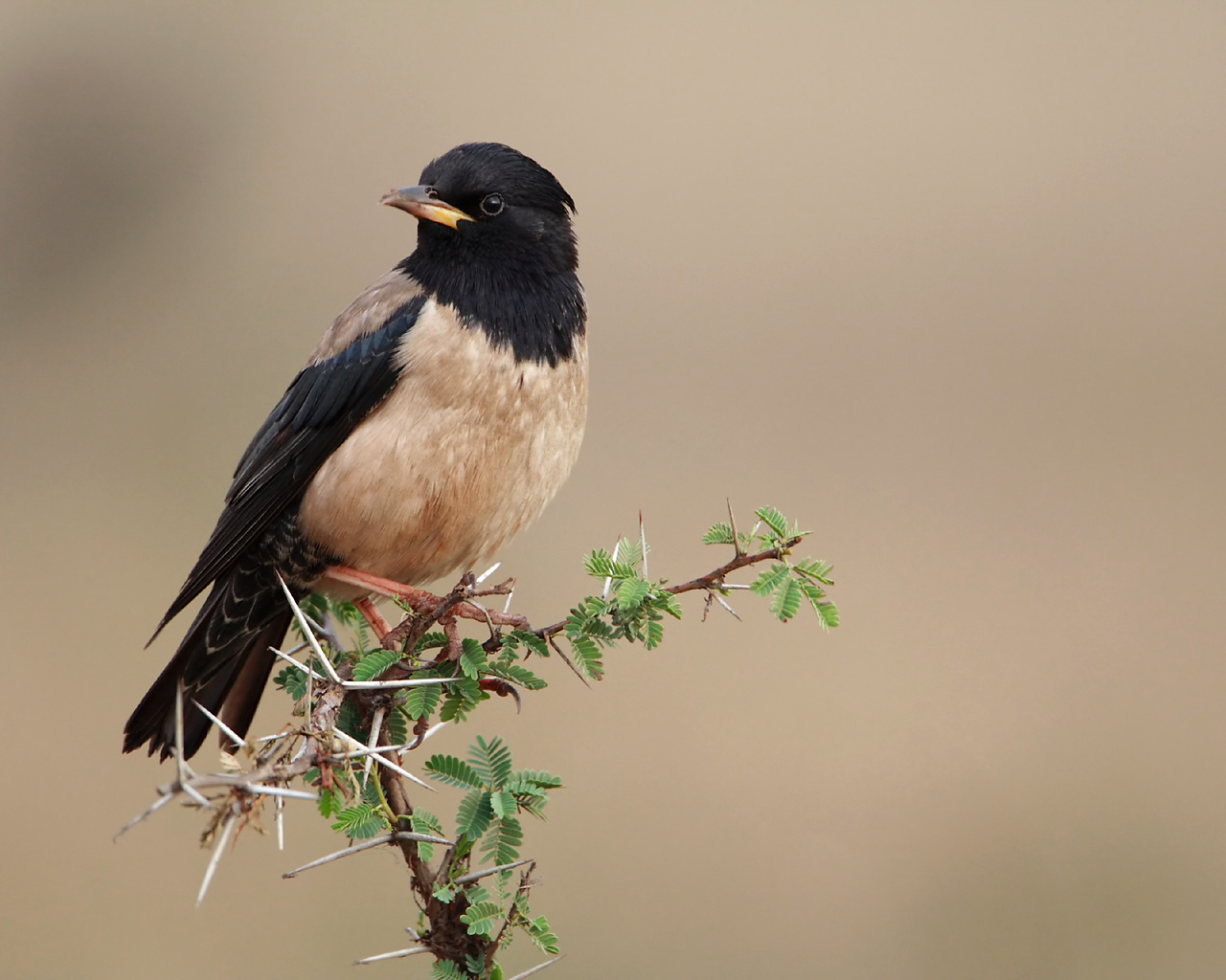 Pretty Rosy starling