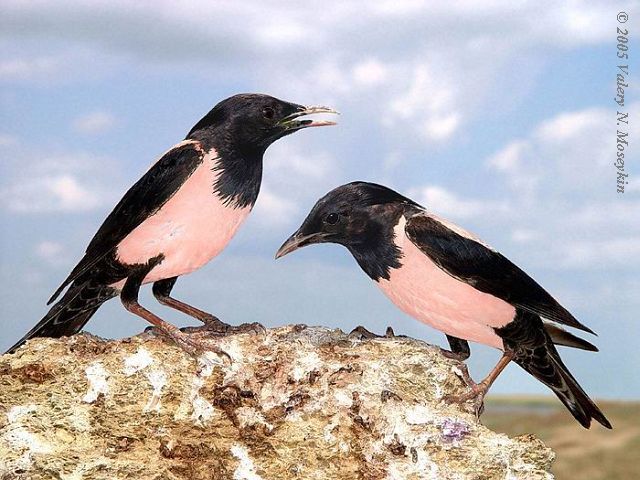 Pretty Rosy starling