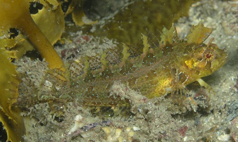 Pretty Rosy weedfish