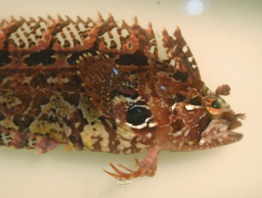 Pretty Rosy weedfish