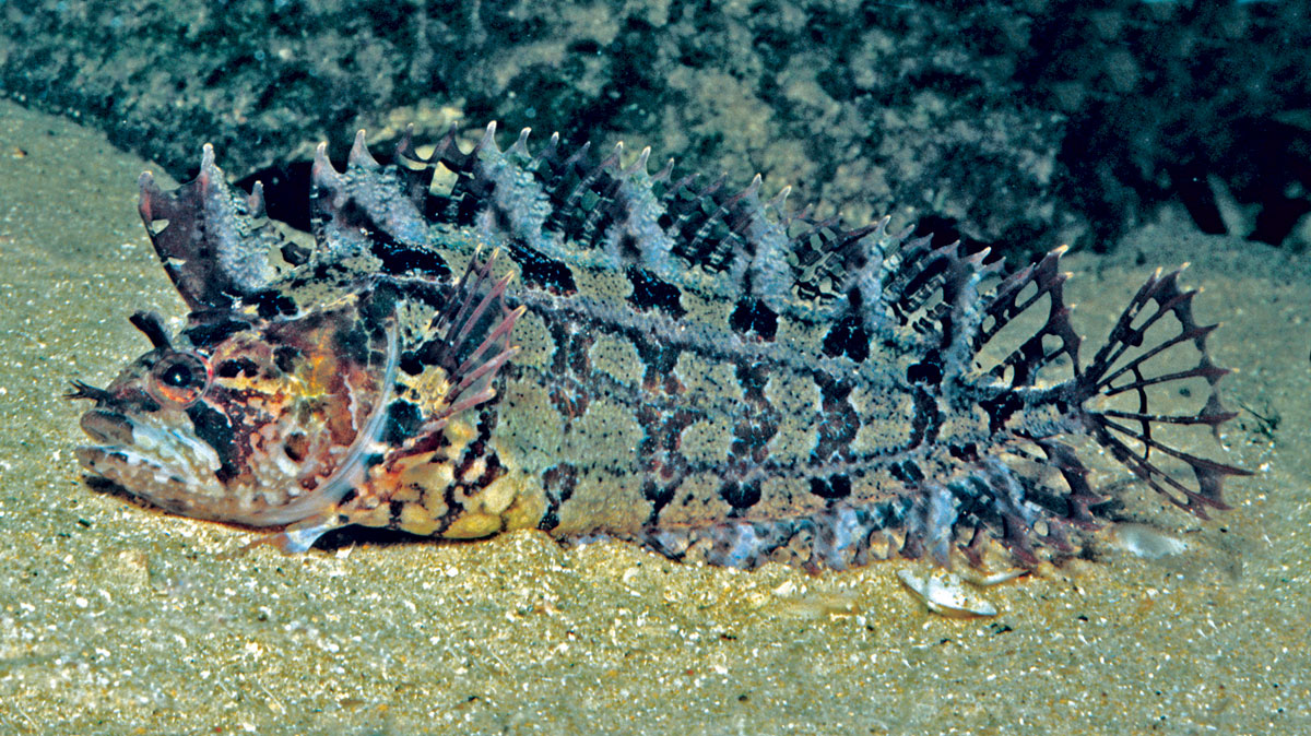 Pretty Rosy weedfish