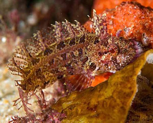Pretty Rosy weedfish