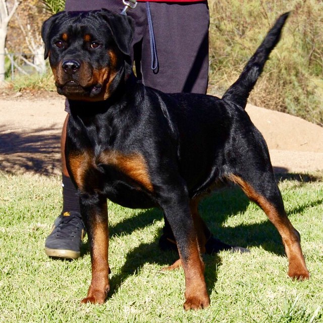 Rottweiler - Dog Breed