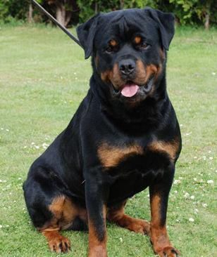Nice Rottweiler - Dog Breed