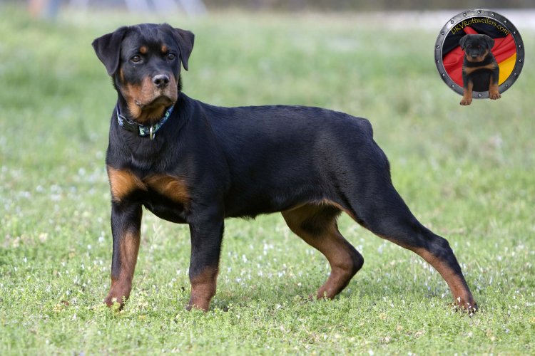 Cute Rottweiler - Dog Breed