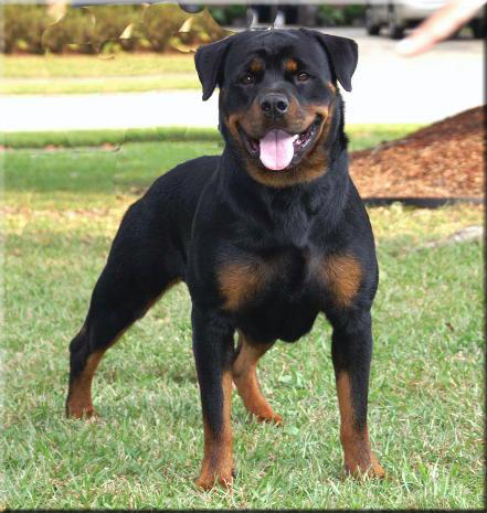 Rottweiler - Dog Breed photo 