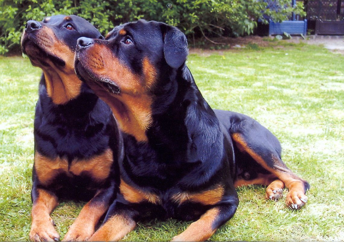 Rottweiler - Dog Breed wallpaper